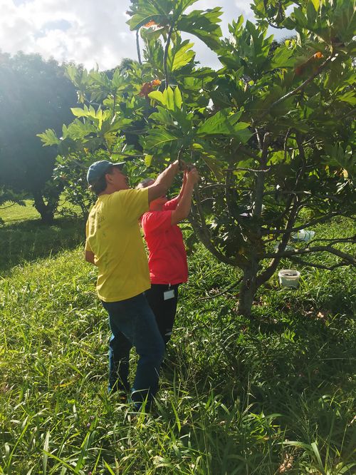 man and woman examing ulu tree branch