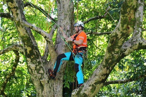 man climbing tree