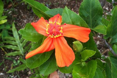 hibiscus red kokoio ula