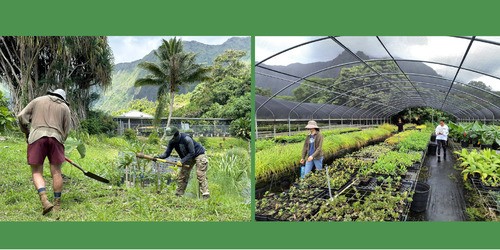 Men and women caring for plants