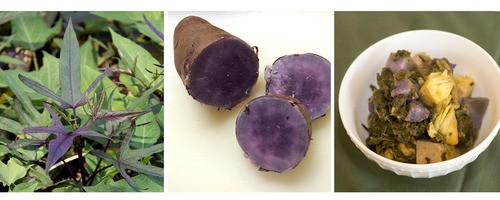 Uala sweet potato plant and potato and prepared with ulu breadfruit