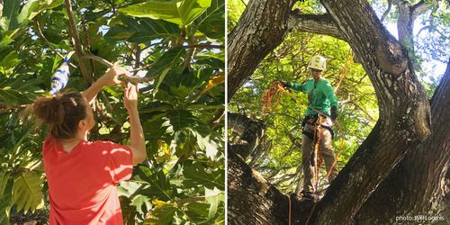  woman examining ulu tree branch, woman in tree