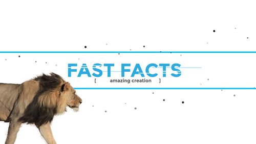 Fast facts banner with Lion walking into view