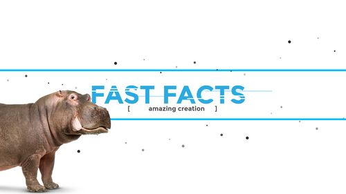 Fast facts banner with Hippo walking into view