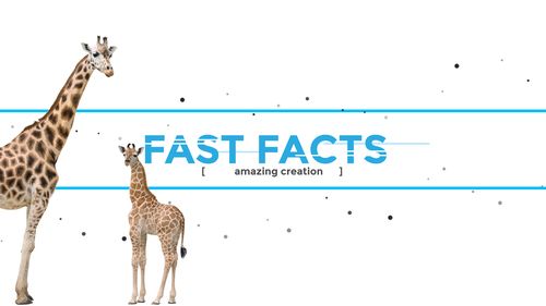 Fast facts banner with Giraffes walking into view