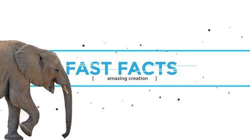 Fast facts banner with Elephant walking into view