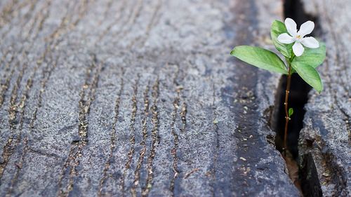 An image of a flower coming through a crack, potraying One Hope's group that meets for suicide survivors. 