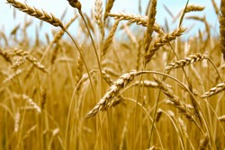 Jewish Spring Feast Sermons