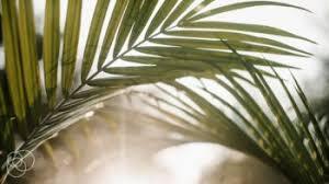 Palm Branches