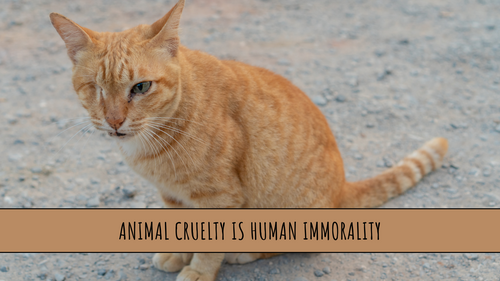 Proverbs 12:10 Bible Church Buffalo NY