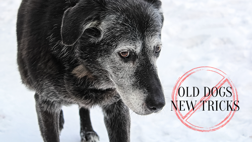 Bible Church Buffalo NY