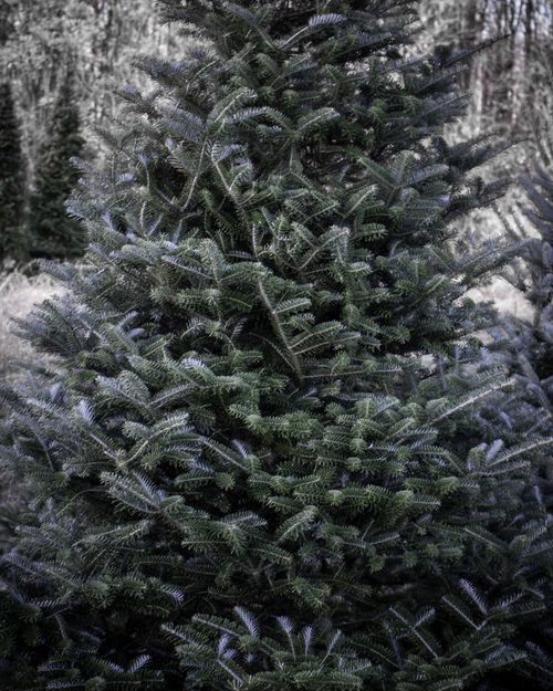 Korean Fir Christmas Tree