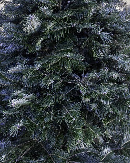 Grand Fir Christmas Tree