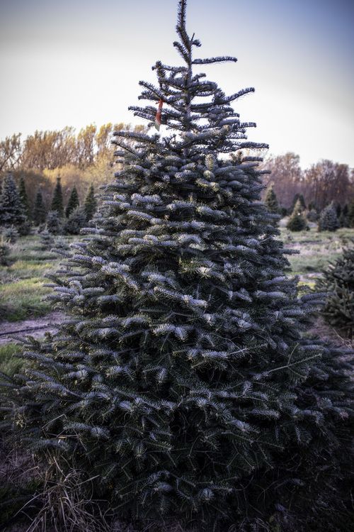 Turkish Fir Christmas Tree