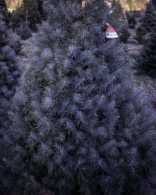 Concolor Fir Christmas Tree