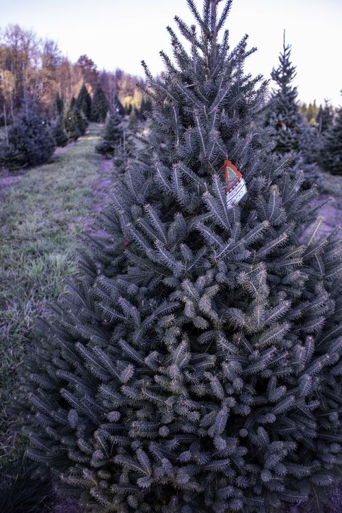 White Spruce Christmas Tree