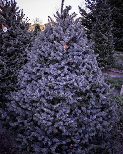 Meyer Spruce Christmas Tree