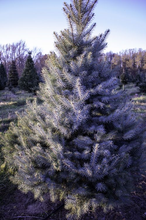 Blue Spruce Christmas Tree