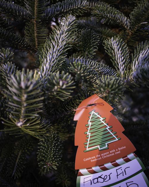 Fraser Fir Christmas Tree