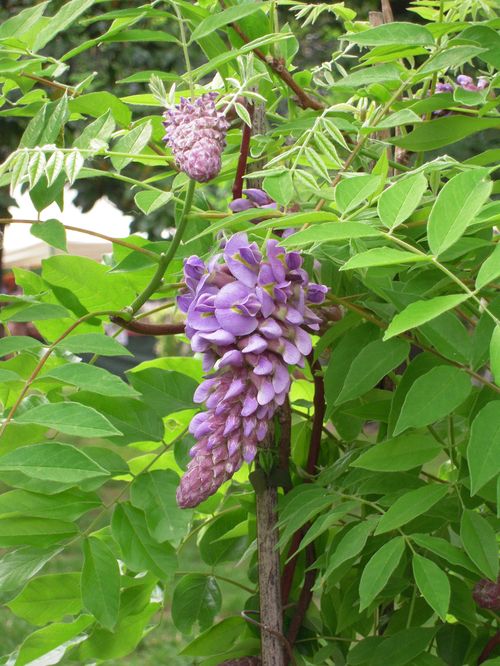 Wisteria