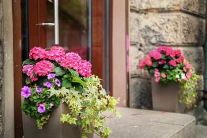 Container gardens filled with hydrangea, petunias, and ivy in front of a home