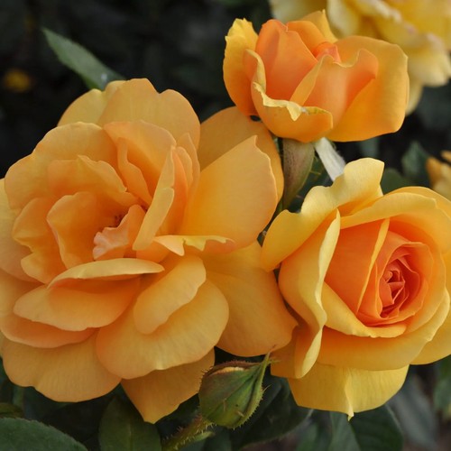 Sunbelt South Africa