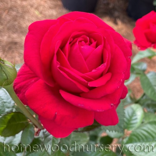 In Love Again or Heart of Portland