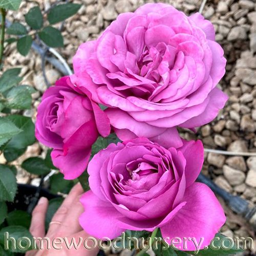 Plum Perfect Sunbelt