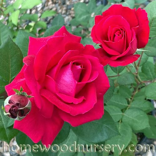 Princess Charlene de Monaco